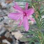 Epilobium dodonaeiFlower