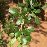 Searsia gueinzii Leaf