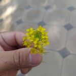 Sisymbrium loeselii Blüte