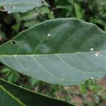 Rothmannia whitfieldii Leaf