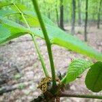 Carya glabra