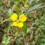 Ludwigia octovalvis फूल