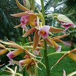 Phaius tankervilleae Flower