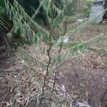 Mimosa pigra Leaf