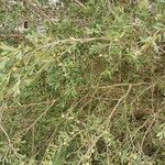 Leptospermum laevigatum Libunga