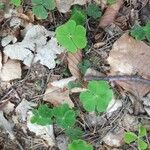 Oxalis acetosella Leaf