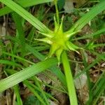 Carex intumescens Flower