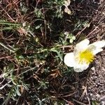 Helianthemum lippii Hábito