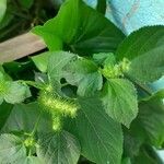 Acalypha polystachya 葉