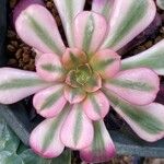 Aeonium decorum 葉