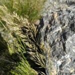 Achnatherum calamagrostis Blüte