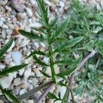 Sisymbrella aspera Hoja