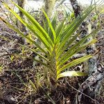 Cyrtopodium flavum Leaf