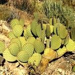 Opuntia rufida Habit