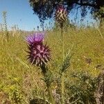 Cynara humilis Blodyn