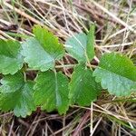 Sanguisorba minor Лист