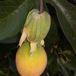 Passiflora caerulea 果実