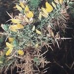 Ulex europaeus Цветок