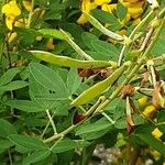 Cytisus nigricans Leaf