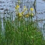 Tephroseris palustris Fula