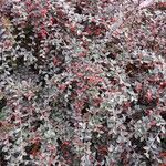 Cotoneaster franchetii Hábito