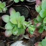 Sedum palmeri List