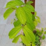 Congea tomentosa Hoja