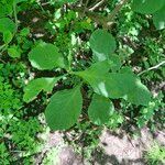 Crataegus punctata Leaf