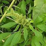 Amaranthus spinosus Blatt