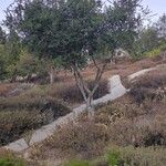 Quercus agrifolia Hoja