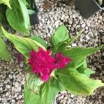 Celosia argentea花