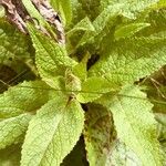 Verbascum nigrumLeaf