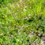 Avenula pubescens Fruit