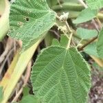 Grewia villosa Leaf