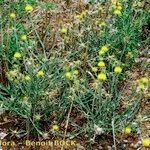 Centaurea solstitialis Libunga