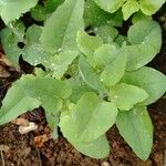 Lactuca macrophylla Feuille