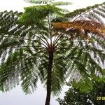 Cyathea arborea Leaf