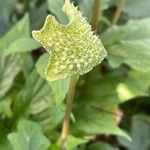 Dorstenia contrajerva Flower