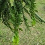 Araucaria bidwilliiBlad