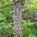 Zanthoxylum caribaeum Bark