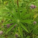 Lupinus perennis Blad