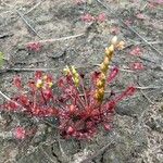Drosera intermedia 花