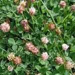 Trifolium fragiferum Habitus