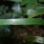 Haplopteris guineensis Folla