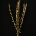 Bothriochloa ischaemum Flower