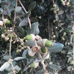 Quercus rotundifolia Fruit