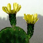 Opuntia ficus-indica Lapas