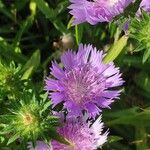 Stokesia laevis Kukka