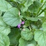 Erodium laciniatum Foglia