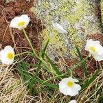 Ranunculus pyrenaeus Flower